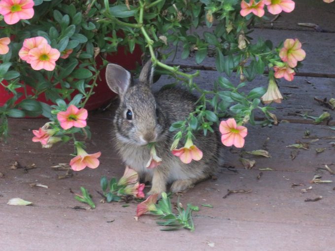 rabbit resistant flowers