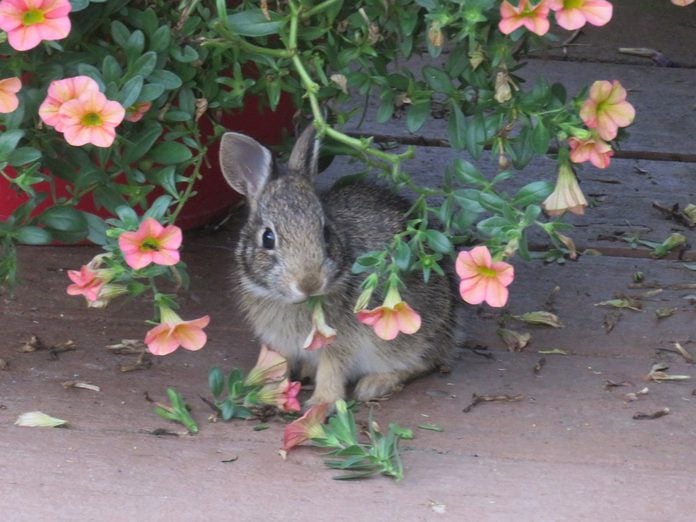 rabbit resistant flowers