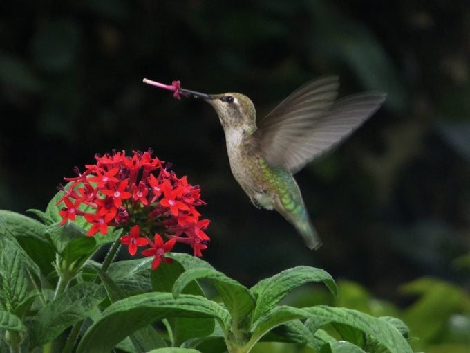 anna's hummingbird wing speed, flying