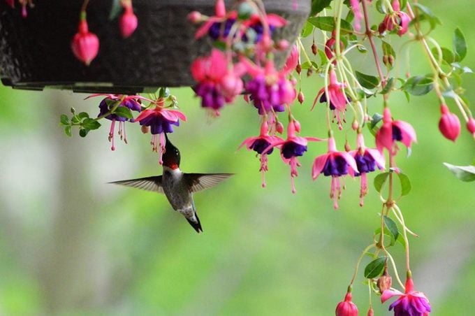 potted flowers that attract hummingbirds
