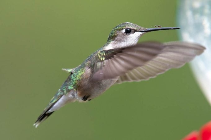 hummingbird with ant on bill
