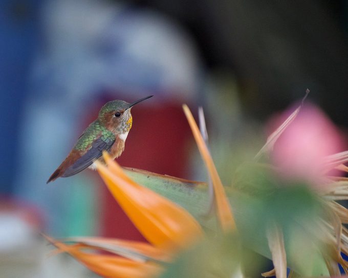 juvenile Allen's hummingbird