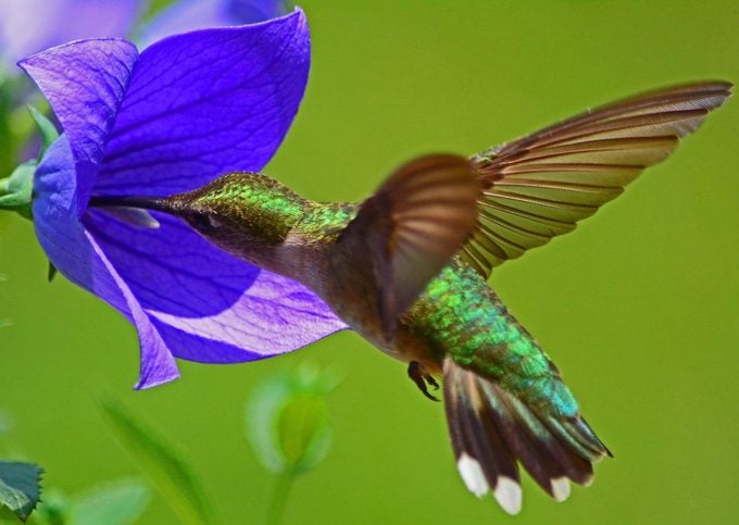 How to Create an Ideal Hummingbird Habitat - Birds and Blooms