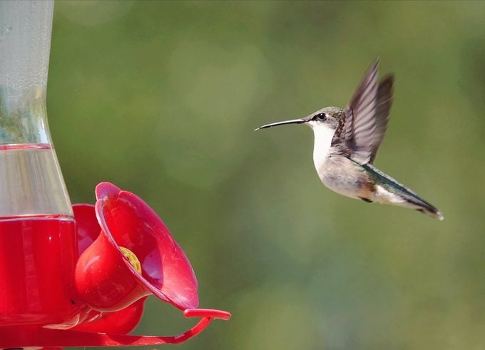 hummingbird nectar recipe