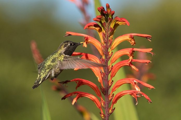 hummingbird gets nectar from flowers