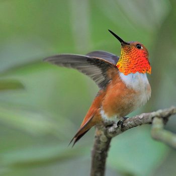 male allen's hummingbird