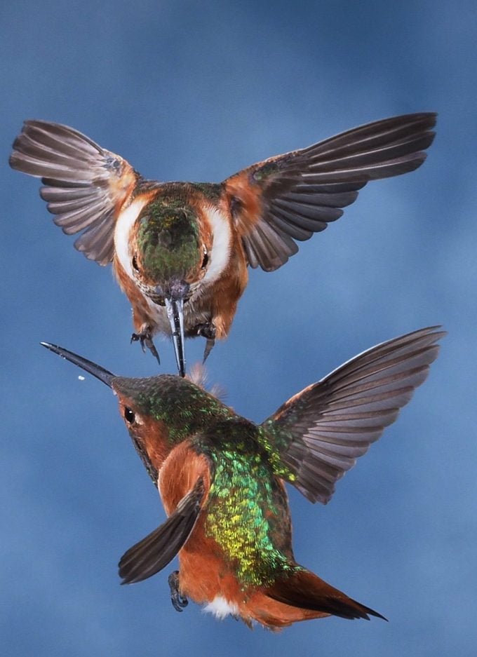 Allen's hummingbird behavior
