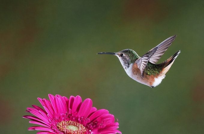 female allen's hummingbird