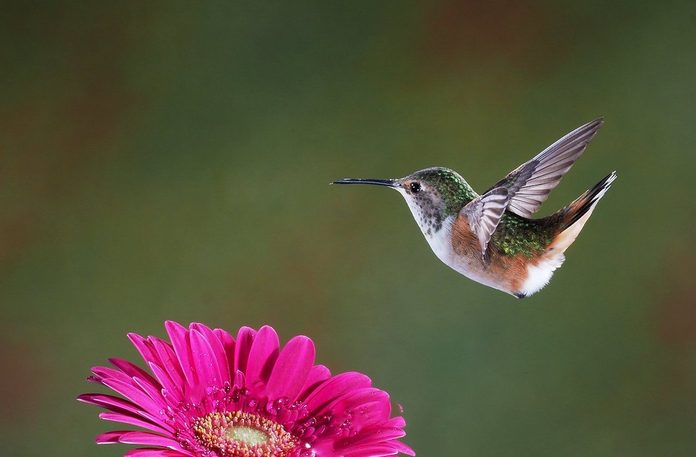 female allen's hummingbird, hummingbird eyes