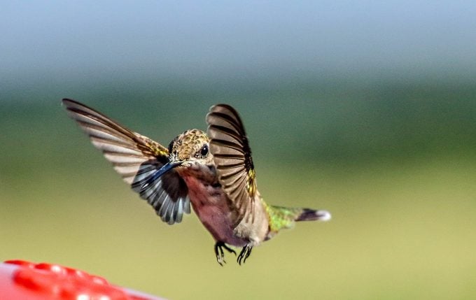 how fast do hummingbirds fly, wing speed