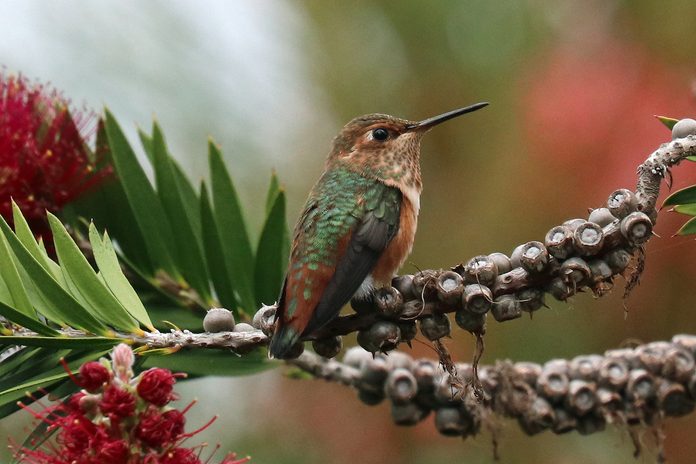 allen's hummingbird