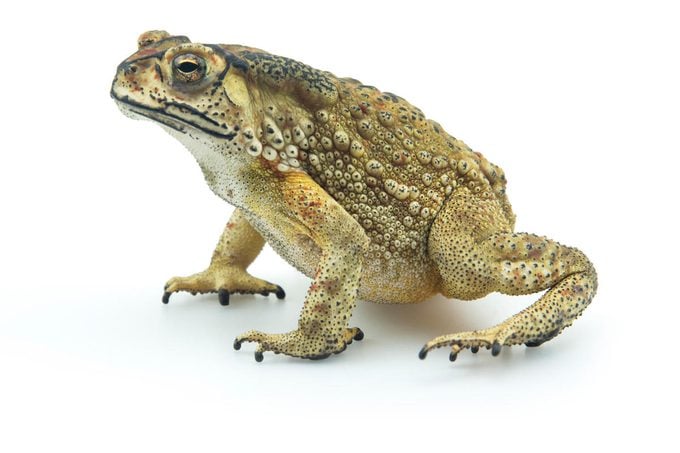 Toad On White Background