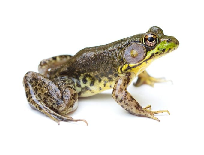 Green Frog On A White Background