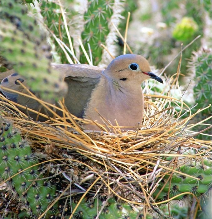 Mourning Dove (zenaida Macroura) Incubating Its Eggs
