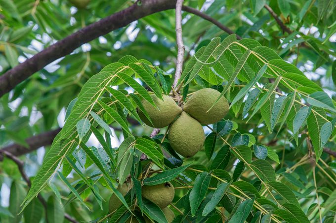 Eastern black walnut fruits