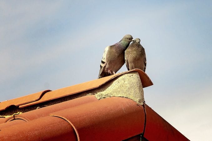 Loving pigeons cooing on tiled roof