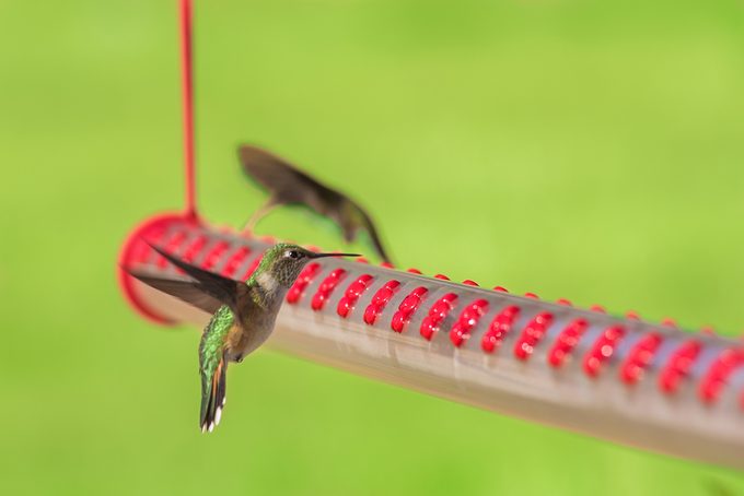 horizontal bar hummingbird feeder