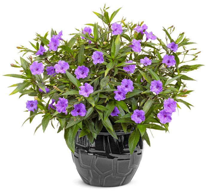 A pot of purple Macho Morado mexican petunias.