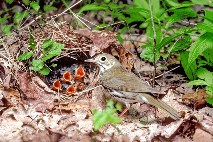 Ovenbird W Young D 10169k