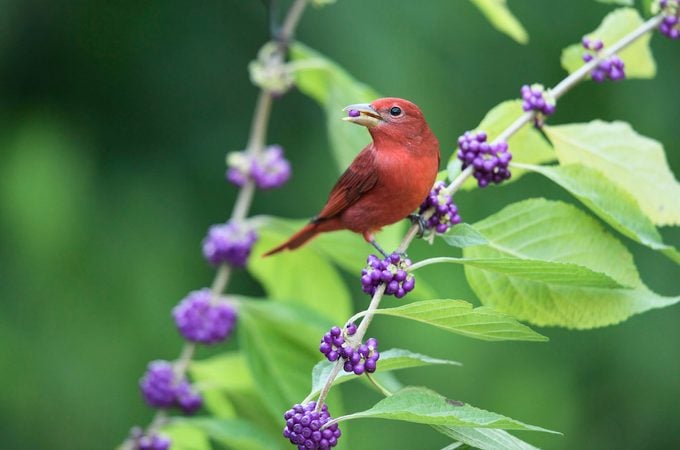 Summer tanager on beautyberry