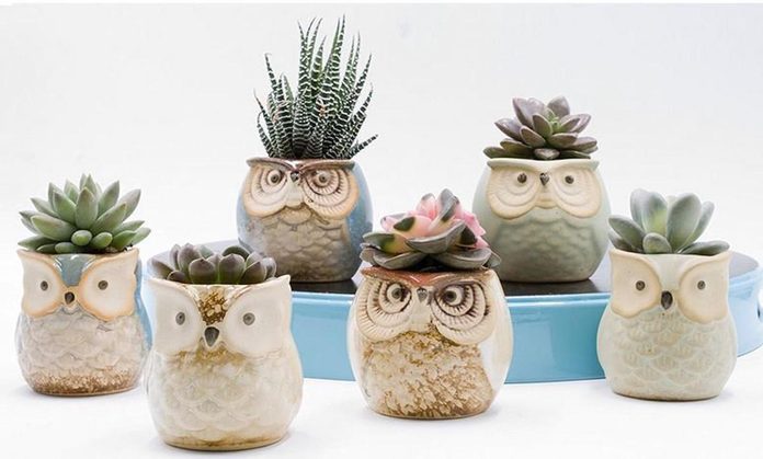 owl succulent planters