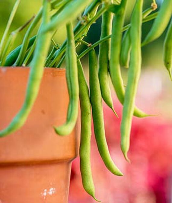 porch pick beans, fast growing vegetables