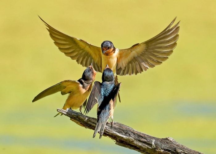 Family of barn swallows