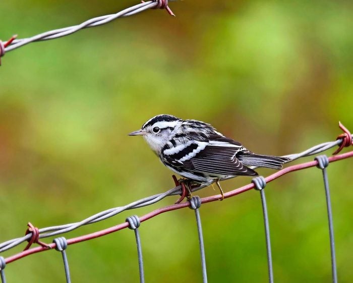 Black-and-white warbler on a wire fence