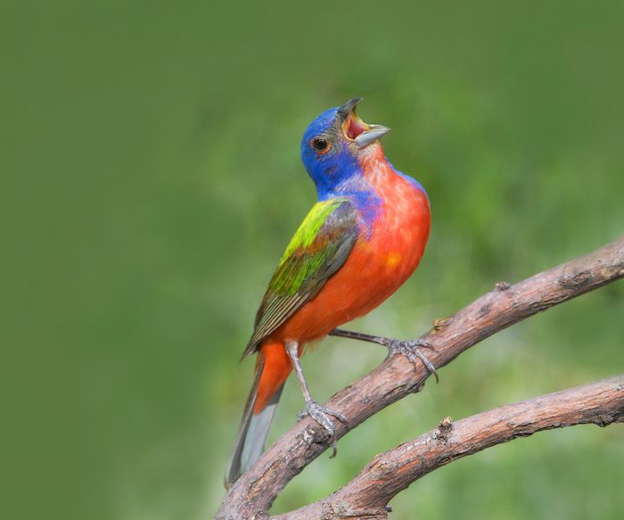 painted bunting birds