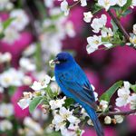 Celebrate World Migratory Bird Day by Going Birding