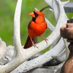 9 Small Red Bird Species You Might See