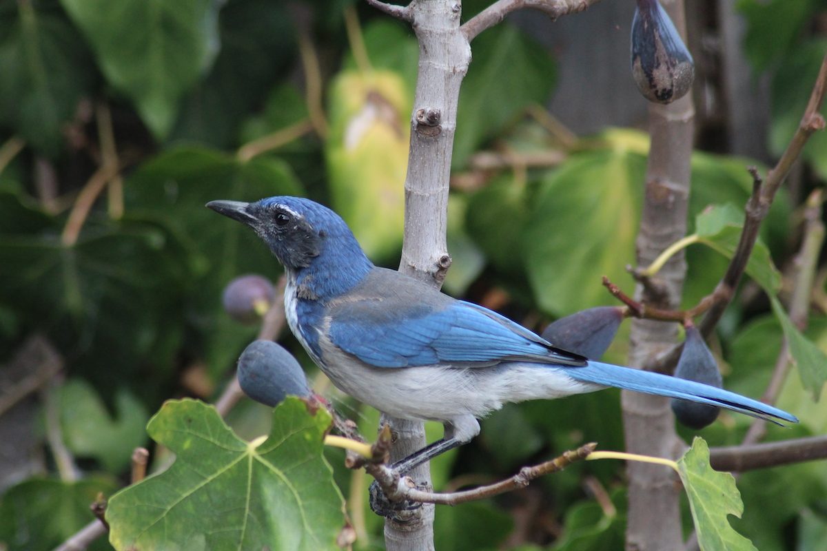 Discovering the Charm of California Scrub-Jays along the Pacific Coast ...