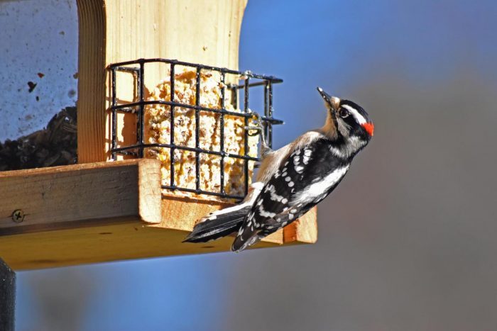 suet feeder downy woodpecker