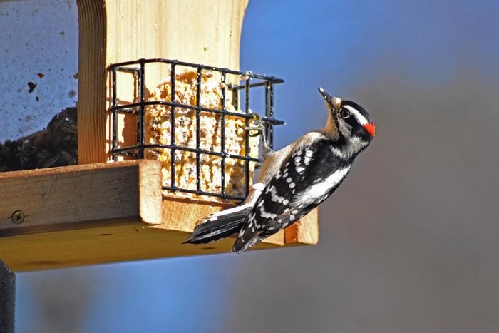 can birds eat bread; suet feeder downy woodpecker