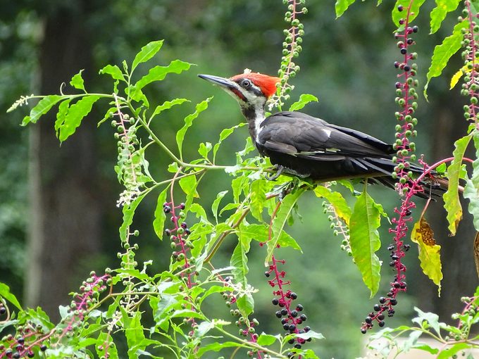 pileated woodpecker