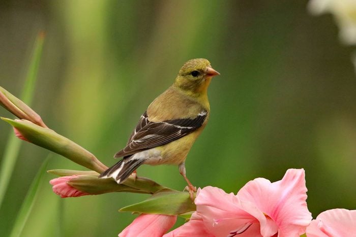 female goldfinch