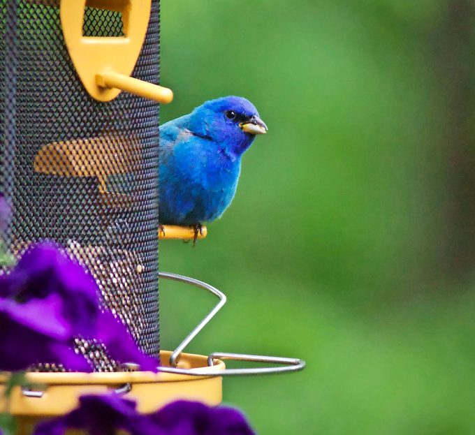 how to attract indigo buntings