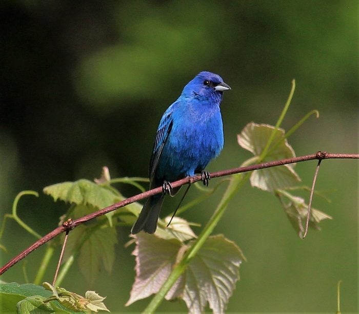 Indigo Bunting Hanging Out On The Grape Arbor In The Back Yard.