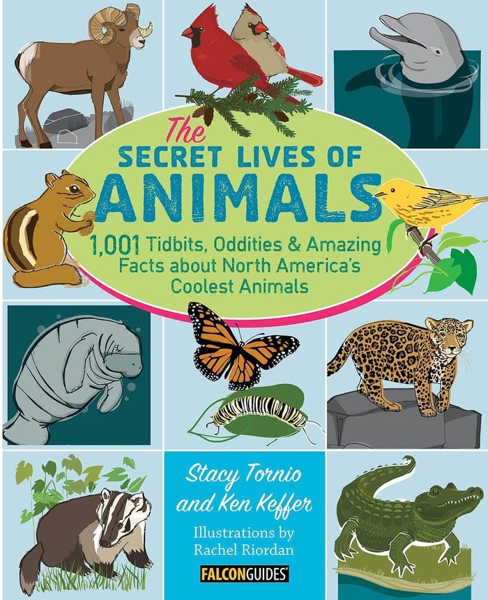 secret lives of animals