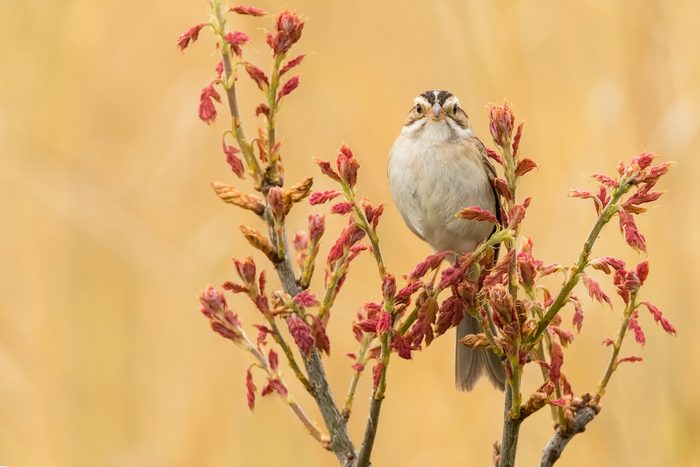 clay colored sparrow, summer birds