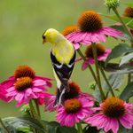 8 Ways to Ensure a Bird-Safe Backyard