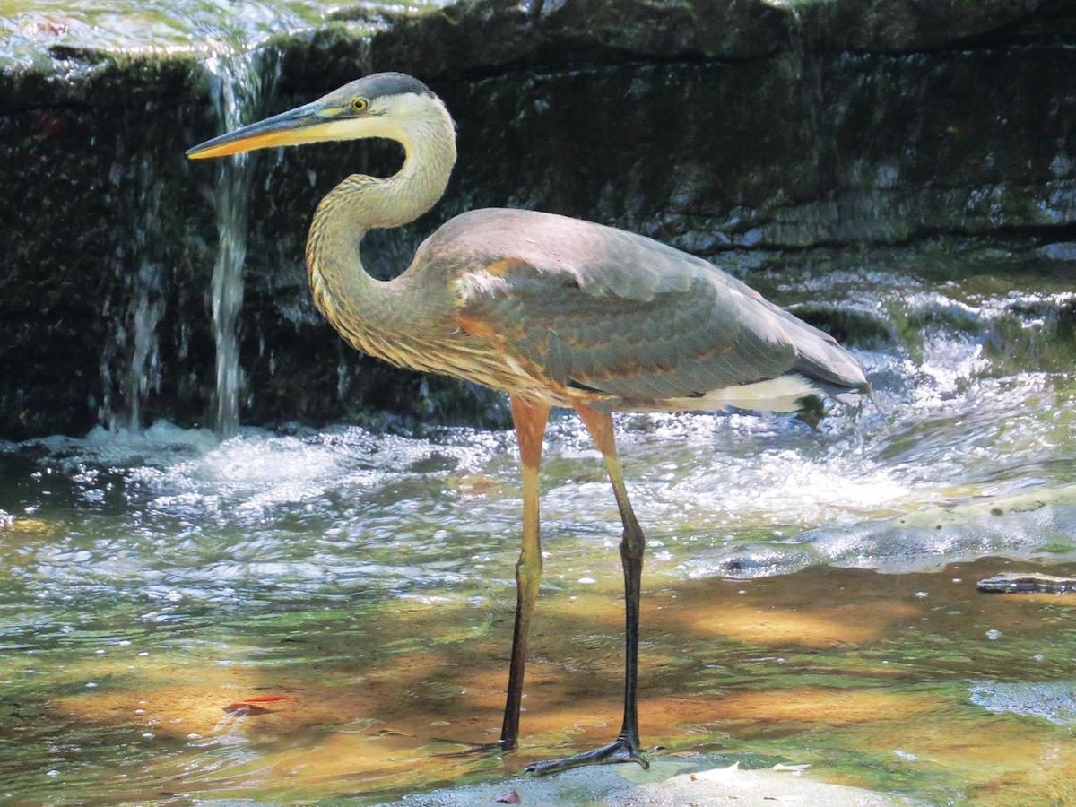 Made to Wade: All About Wading Birds - Birds and Blooms
