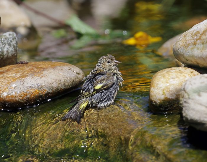 Pine Siskin Having A Bath In A Smmer Hot Day