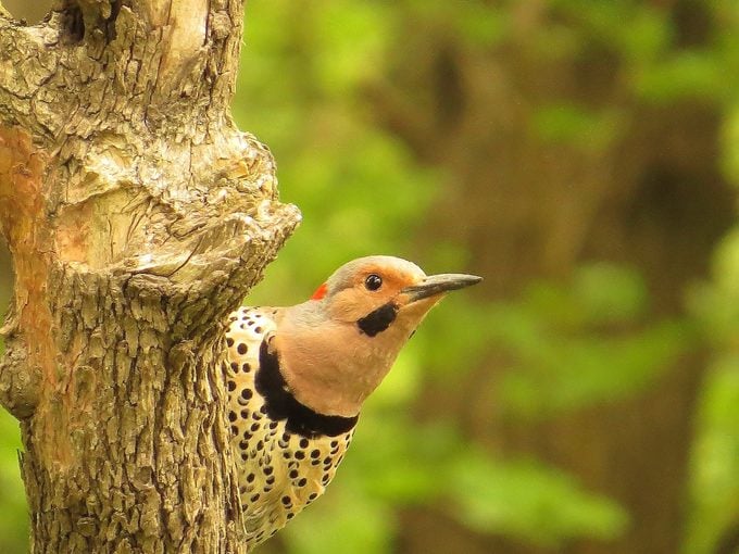 northern flicker, why do woodpeckers peck