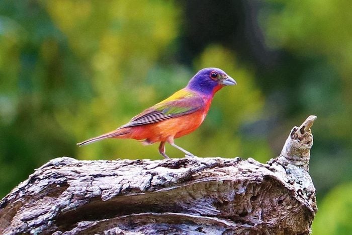 Painted bunting on log