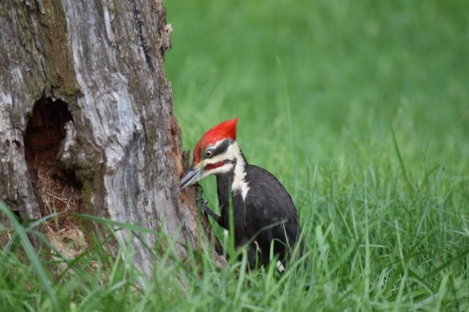 pileated woodpecker pecking on a tree