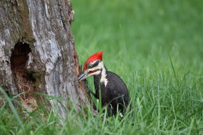 pileated woodpecker pecking on wood tree