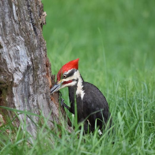 Why Do Woodpeckers Peck and How to Stop It