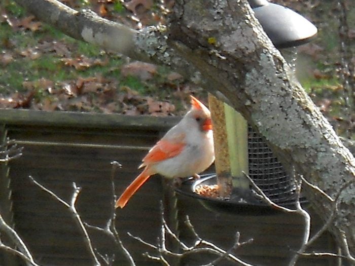 white cardinal
