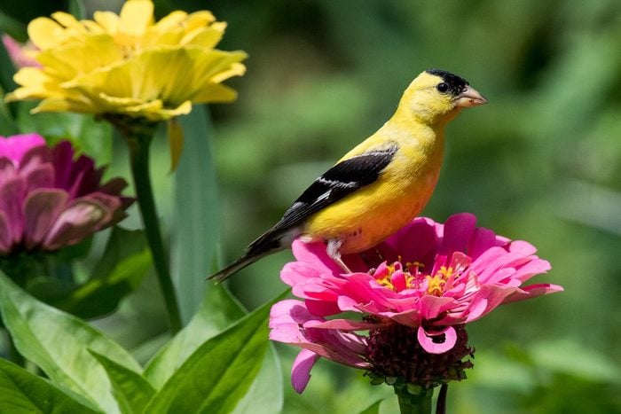 Golden Finch Taking A Rest On A Zinnia In Our Garden.